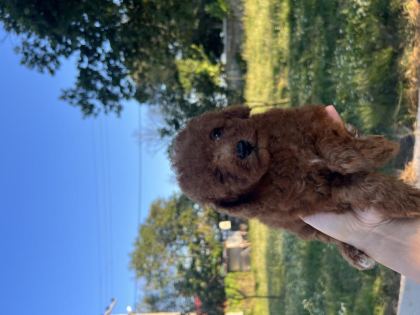 ORJİNAL MİNYATÜR TOY POODLE YAVRULAR