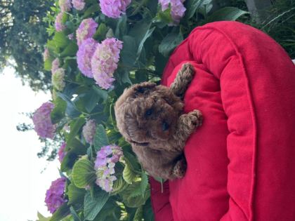 ORJİNAL MİNYATÜR TOY POODLE YAVRULAR