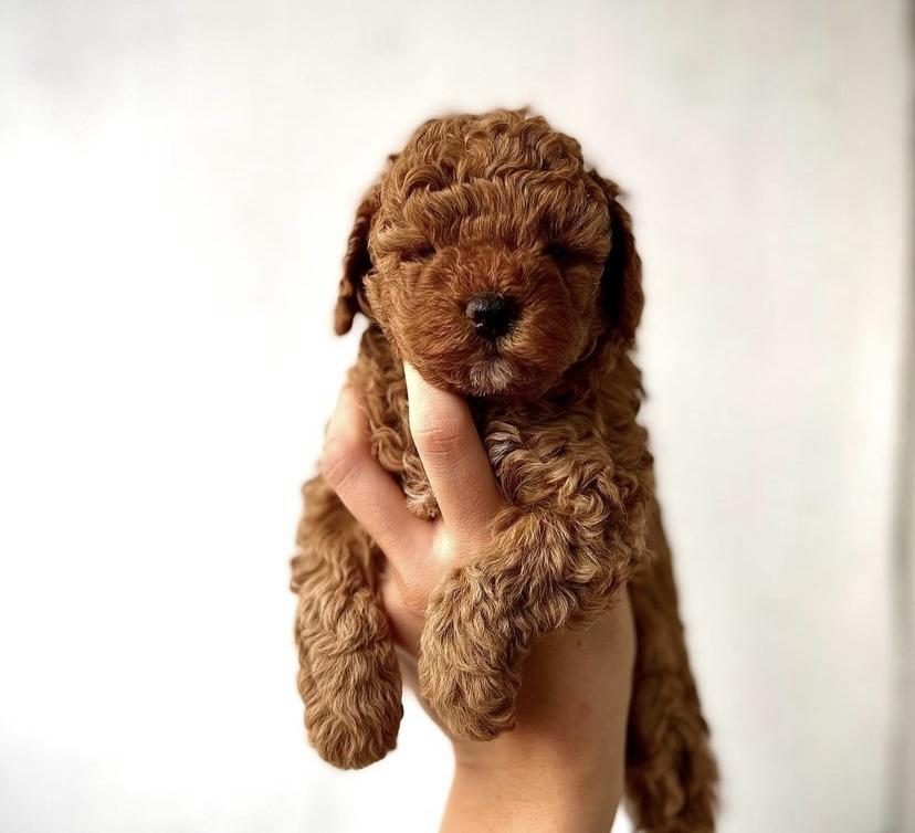 RED TOY POODLE YAVRULARIM