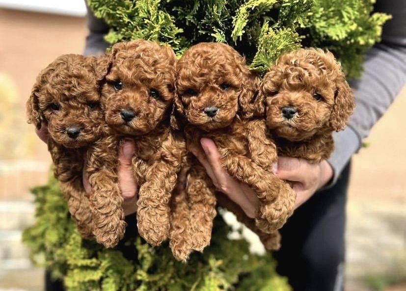 TOY POODLE SEVİMLİ YAVRULAR