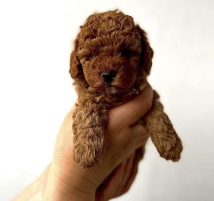 RED TOY POODLE YAVRULARIM