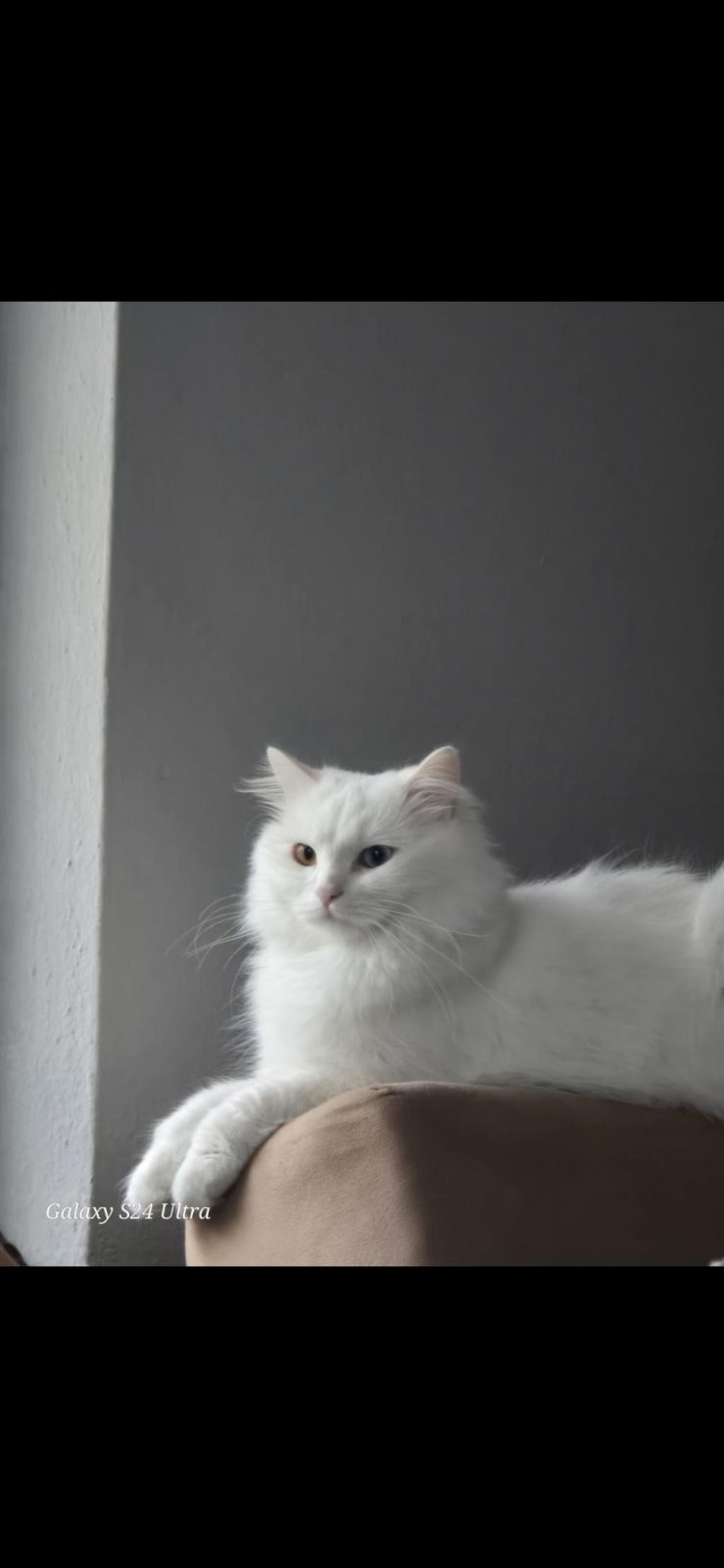 2 YAŞLARINDA OLAN PAMUK KEDİMİZ SAHİPLENDİRİLECEK