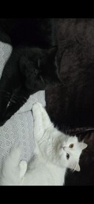 2 YAŞINDAKİ KEDİMİZ TAKİP KOŞULU SAHİPLENDİRİLECEKTİR