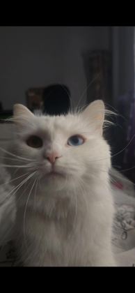 2 YAŞLARINDA OLAN PAMUK KEDİMİZ SAHİPLENDİRİLECEK