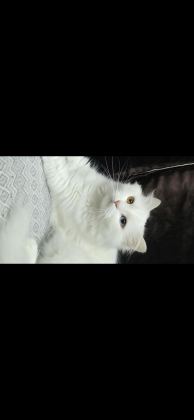 2 YAŞINDAKİ KEDİMİZ TAKİP KOŞULU SAHİPLENDİRİLECEKTİR