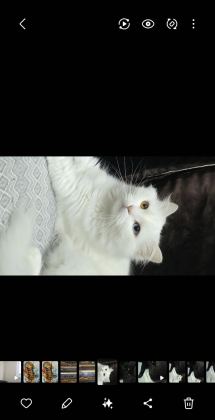2 YAŞINDAKİ KEDİMİZ TAKİP KOŞULU SAHİPLENDİRİLECEKTİR
