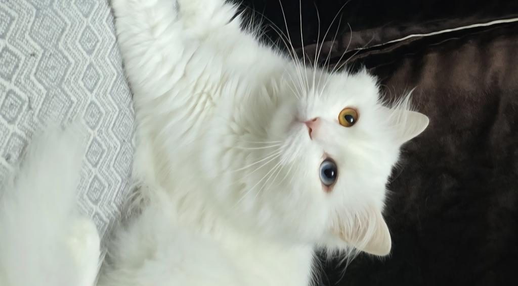 2 YAŞINDAKİ KEDİMİZ TAKİP KOŞULU SAHİPLENDİRİLECEKTİR