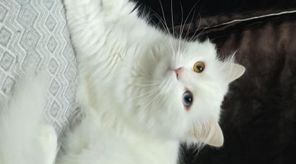 2 YAŞINDAKİ KEDİMİZ TAKİP KOŞULU SAHİPLENDİRİLECEKTİR