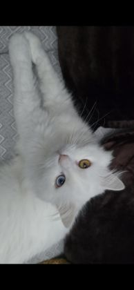 2 YAŞINDAKİ KEDİMİZ TAKİP KOŞULU SAHİPLENDİRİLECEKTİR