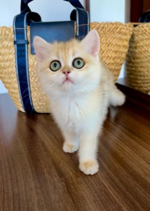 SAFKAN BRİTİSH SHORTHAİR GOLDEN DİŞİ YAVRU