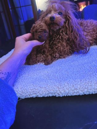 ANNE VE BABA YANINDAN SAFKAN MİCRO TEA CUP POODLE