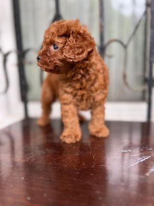 ANKARADA TEK TEA CUP KORE POODLE YAVRULARIMIZ