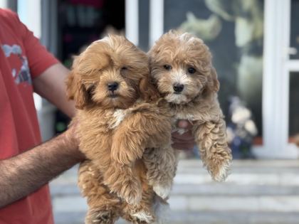 YASAL RUHSATLI ÇİFTLİKTEN GARANTİLİ MALTİPOO