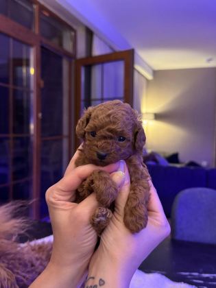 ANNE VE BABA YANINDAN SAFKAN MİCRO TEA CUP POODLE