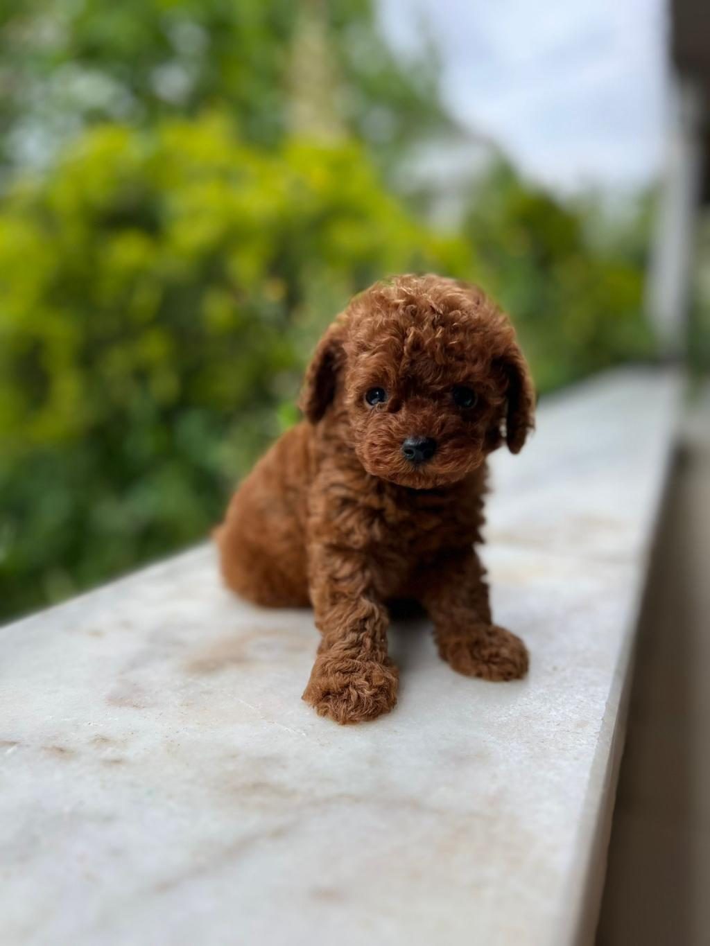ANKARADA TEK TEA CUP KORE POODLE YAVRULARIMIZ