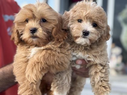 YASAL RUHSATLI ÇİFTLİKTEN GARANTİLİ MALTİPOO