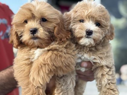 YASAL RUHSATLI ÇİFTLİKTEN GARANTİLİ MALTİPOO