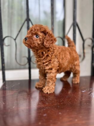 ANKARADA TEK TEA CUP KORE POODLE YAVRULARIMIZ