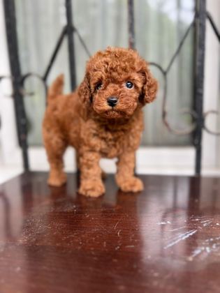 ANKARADA TEK TEA CUP KORE POODLE YAVRULARIMIZ