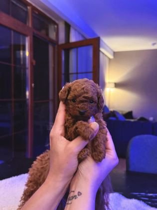 ANNE VE BABA YANINDAN SAFKAN MİCRO TEA CUP POODLE