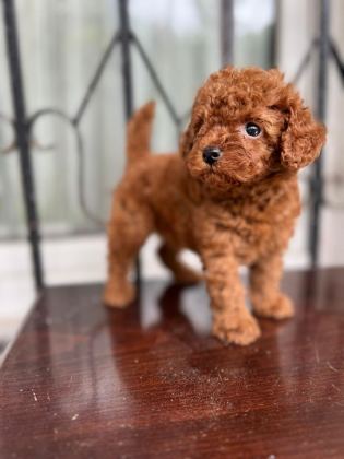 ANKARADA TEK TEA CUP KORE POODLE YAVRULARIMIZ