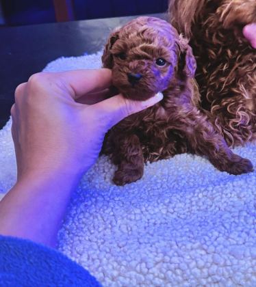 ANNE VE BABA YANINDAN SAFKAN MİCRO TEA CUP POODLE