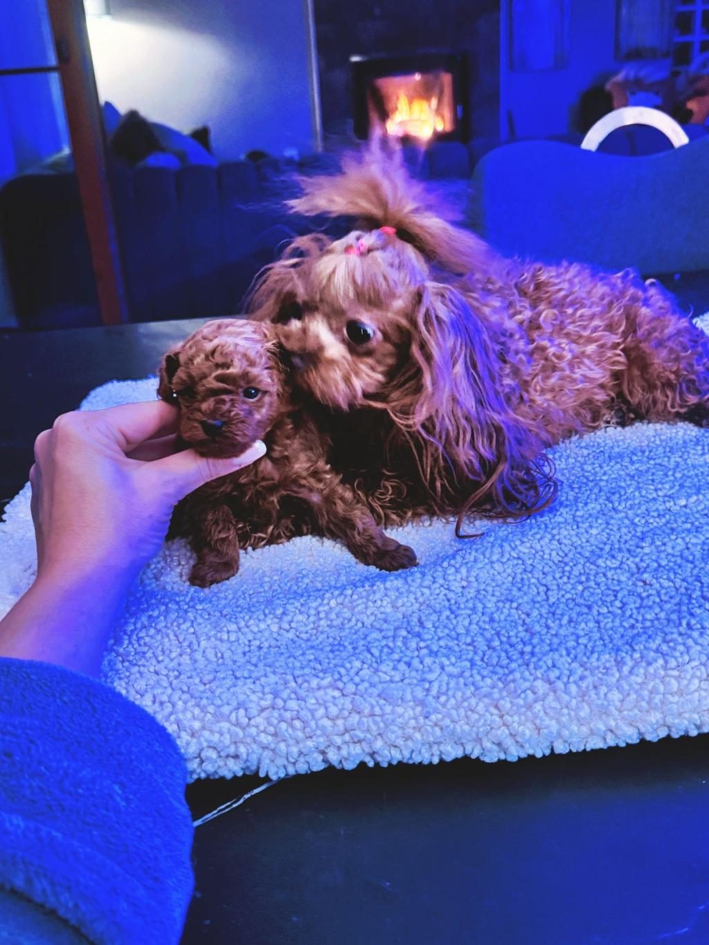ANNE VE BABA YANINDAN SAFKAN MİCRO TEA CUP POODLE