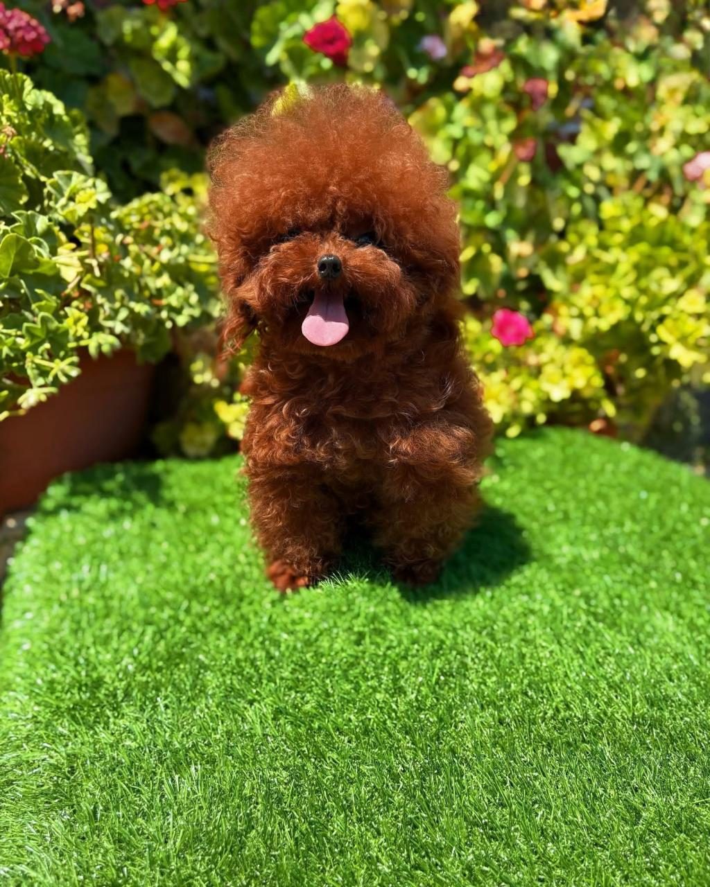 ÇAĞRI ÇEMÇEM İN SİZİN İÇİN SEÇTİĞİ YAVRULAR
