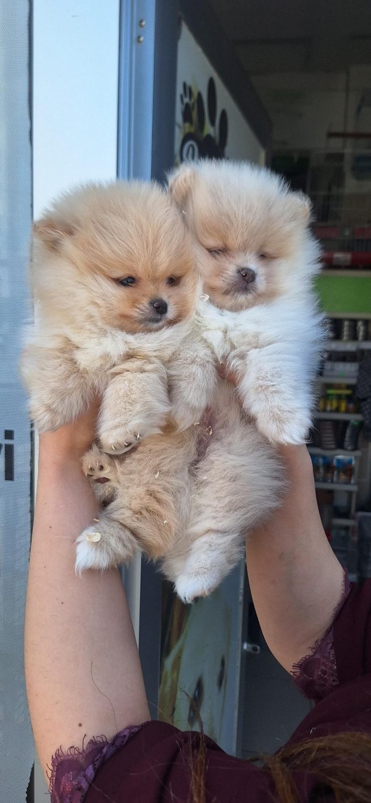 POMERANİAN BOO YAVRULAR