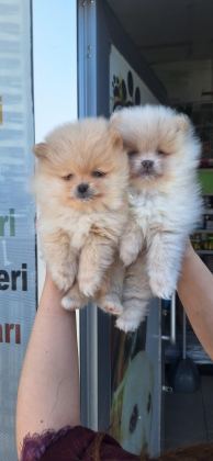POMERANİAN BOO YAVRULAR