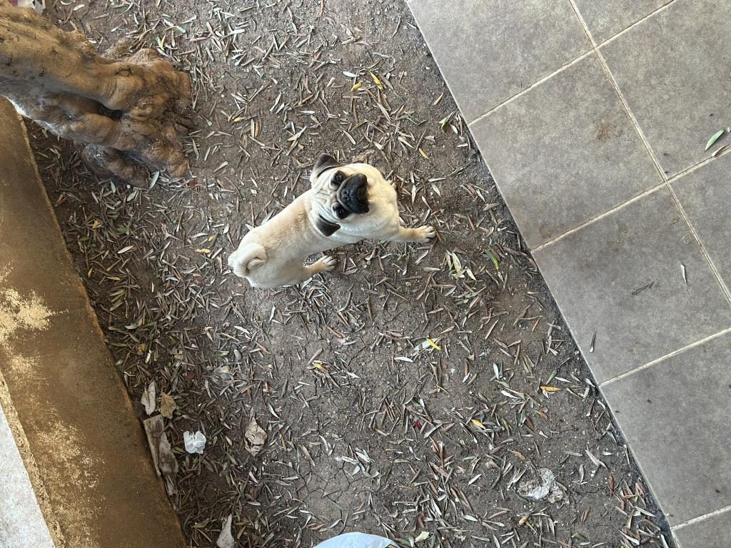 1 YAŞINDA SAFKAN PUG