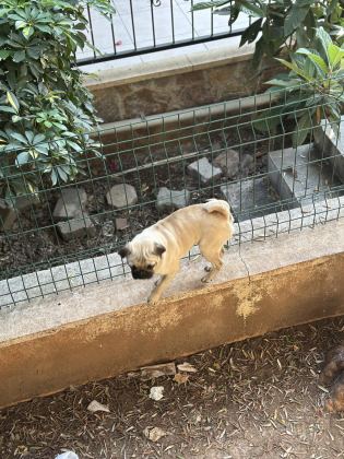 ORİJİNAL PUG 3 AYLIK