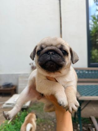 SAFKAN ORİJİNAL YAVRU PUG SON YAVRU