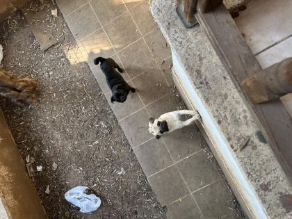 1 YAŞINDA SAFKAN PUG