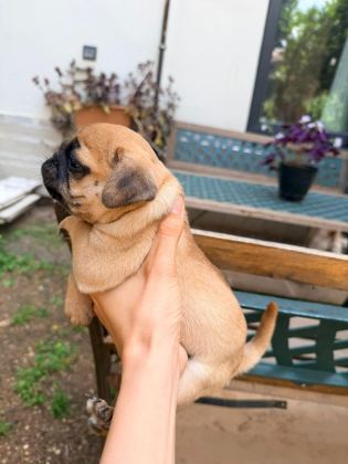 ADANA SAFKAN PUG SAHİBİNİ ARIYOR SON 3 YAVRU