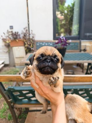 ADANA SAFKAN PUG SAHİBİNİ ARIYOR SON 3 YAVRU