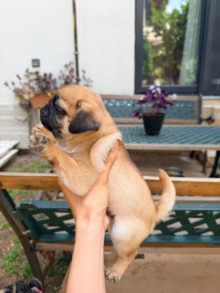 ADANA SAFKAN PUG SAHİBİNİ ARIYOR SON 3 YAVRU