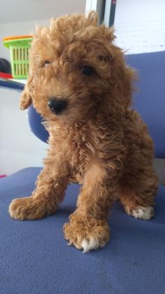 IRK VE SAĞLIK GARANTİ ORJİNAL MALTİPOO BEBEĞİMİZ