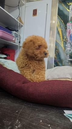 IRK VE SAĞLIK GARANTİLİ TOY POODLE YAVRUMUZ