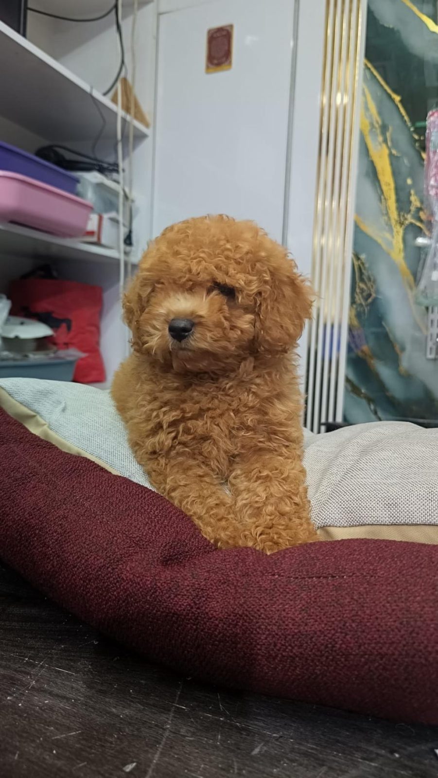 IRK VE SAĞLIK GARANTİLİ TOY POODLE YAVRUMUZ
