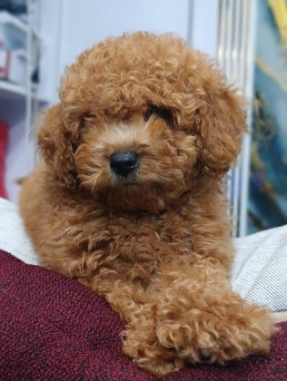 IRK VE SAĞLIK GARANTİLİ TOY POODLE YAVRUMUZ