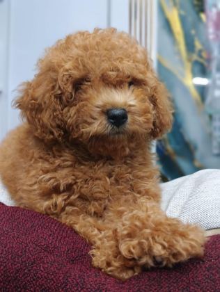 IRK VE SAĞLIK GARANTİLİ TOY POODLE YAVRUMUZ