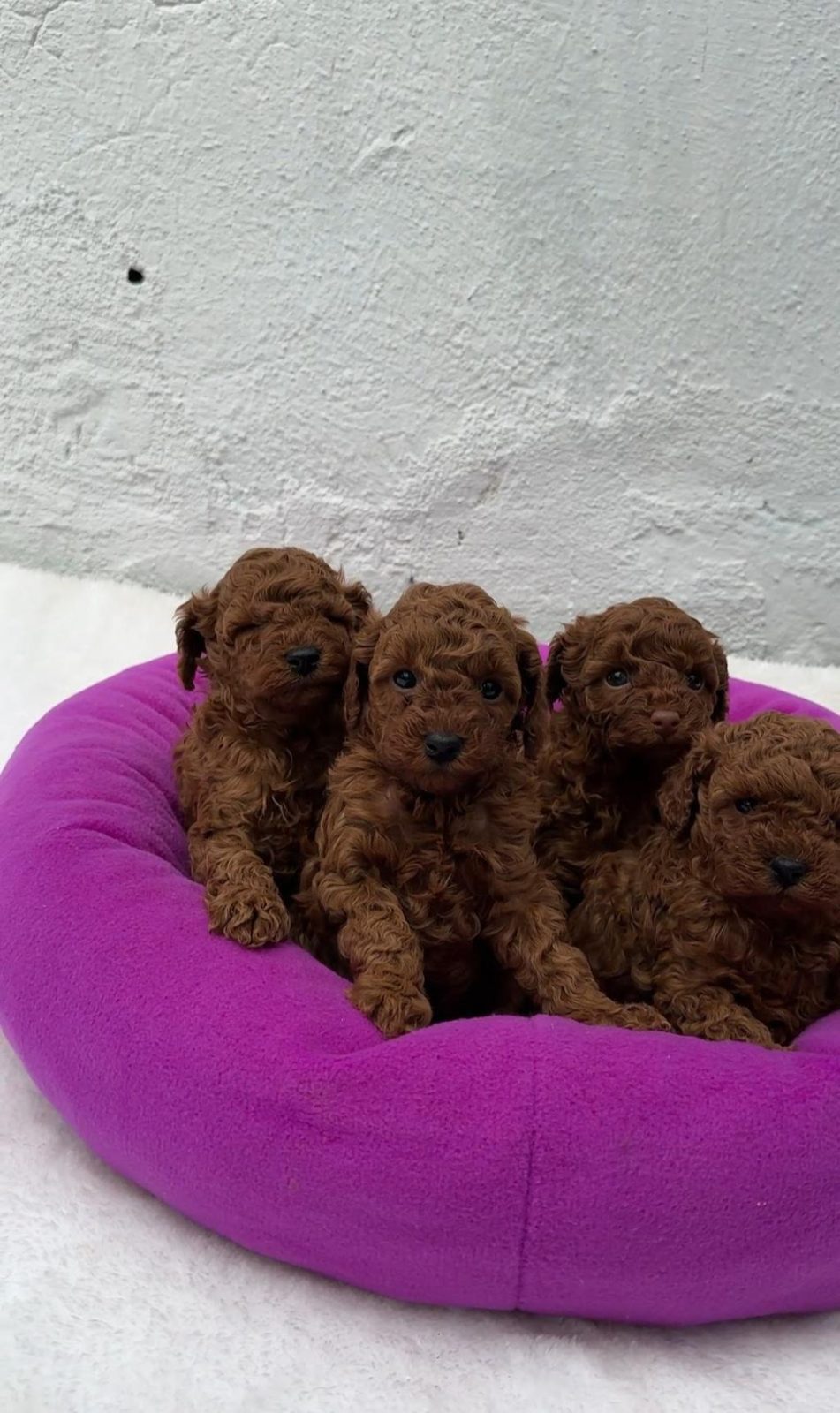 DENİZLİ MERKEZ TESLİME HAZIR POODLE YAVRULAR