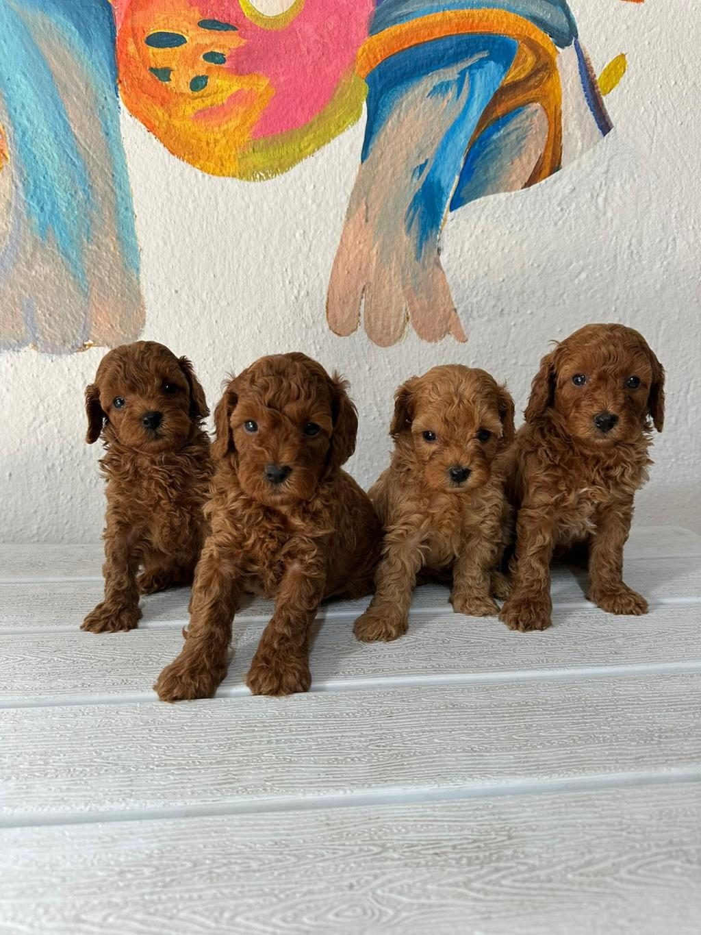 ERKEK DİŞİ POODLE BEBEKLER