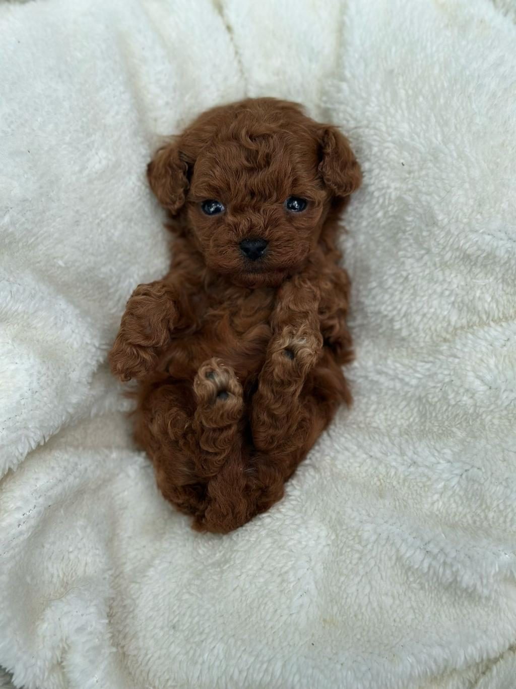 SAFKAN IRK GARANTİLİ POODLE BEBEKLER