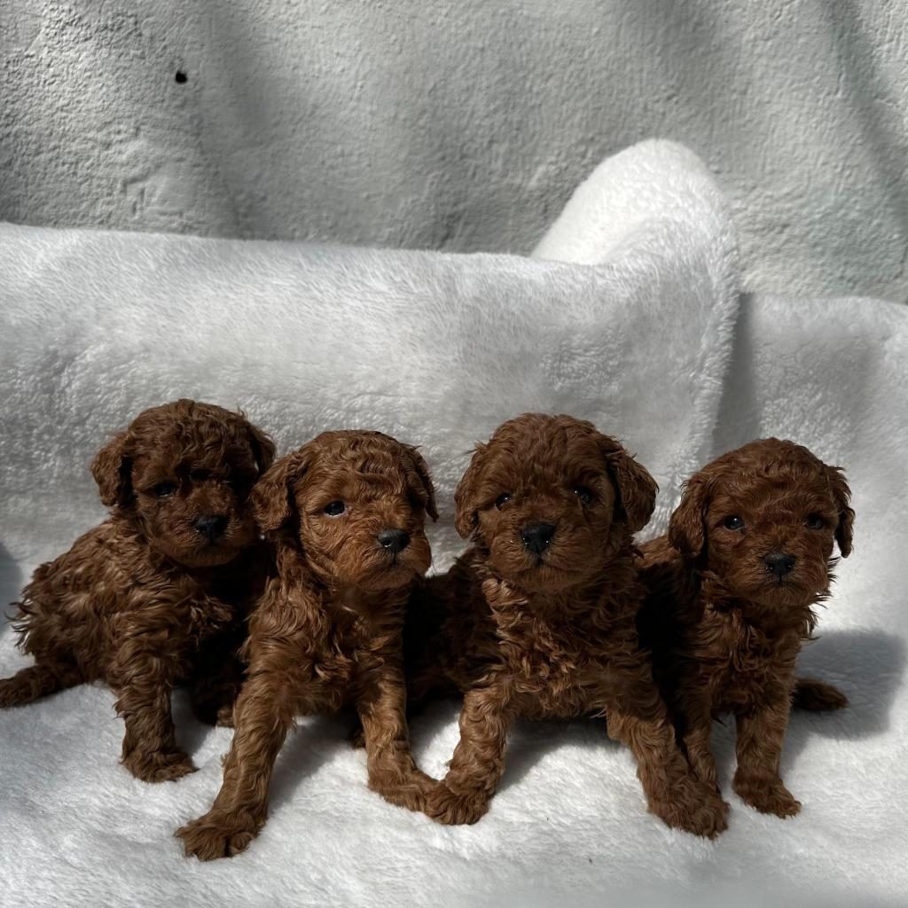 SEVİMLİ TOY POODLE YAVRULAR