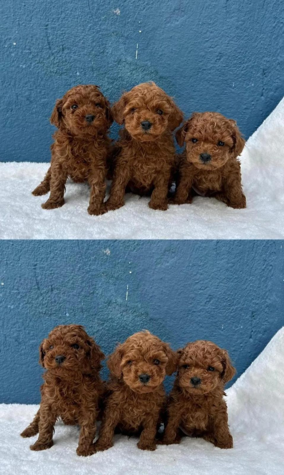 RUHSATLI ÇİFTLİKTEN TOY POODLE BEBEKLER