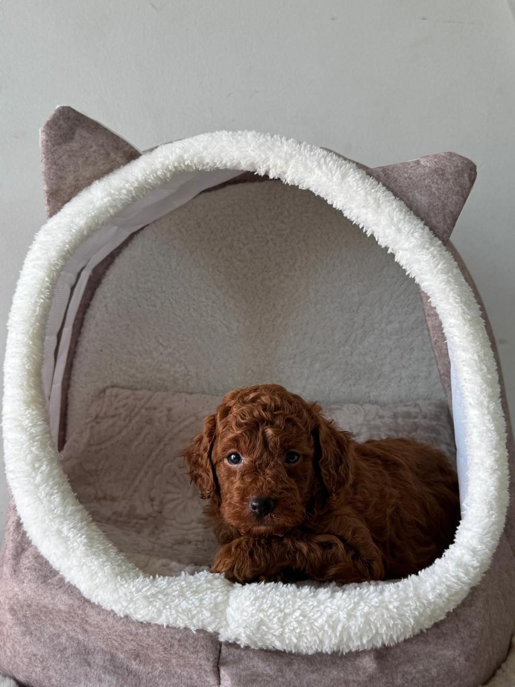 ZİYARETE AÇIK ERKEK DİŞİ POODLE BEBEKLER