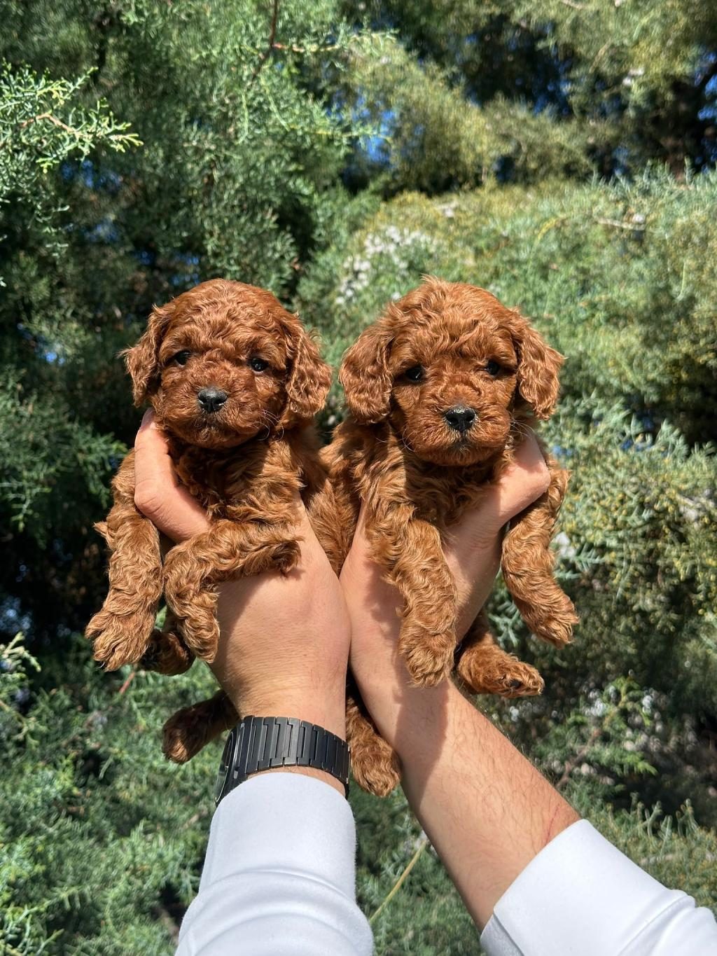EN İYİSİNDEN ERKEK DİŞİ POODLE BEBEKLERİM