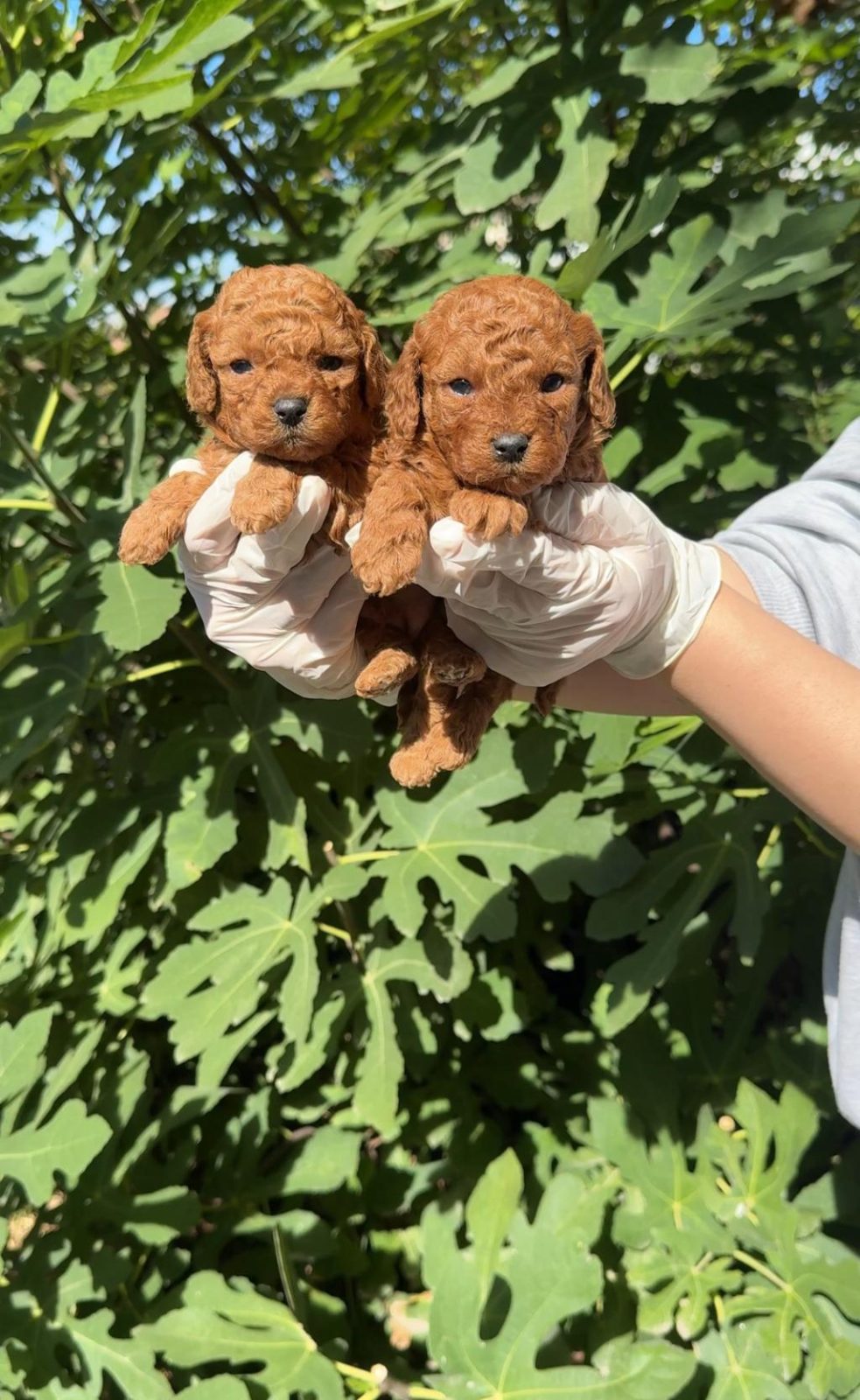 GÜZELLER GÜZELİ POODLE BEBEKLER